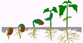 growth
