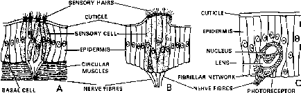 Nervous System of Earthworm