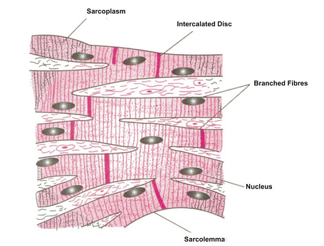 ANIMAL TISSUES