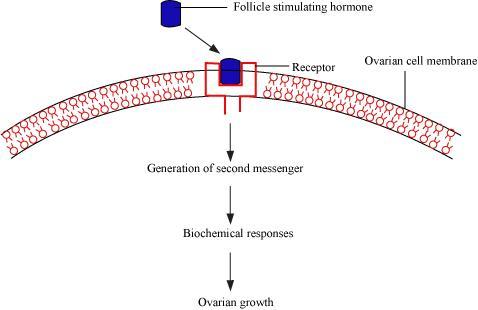 biology Chapter 22-Chemical Coordination and Integration