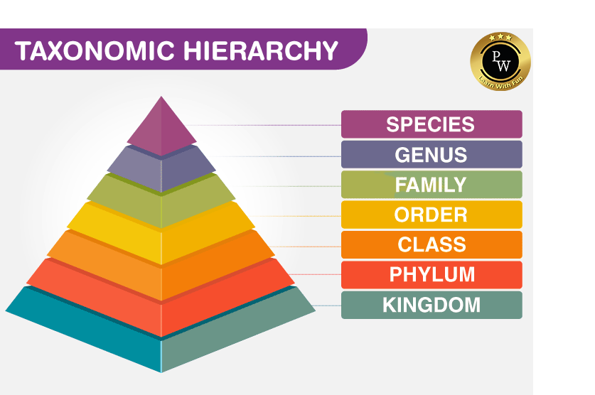 Hierarchy of Taxonomic