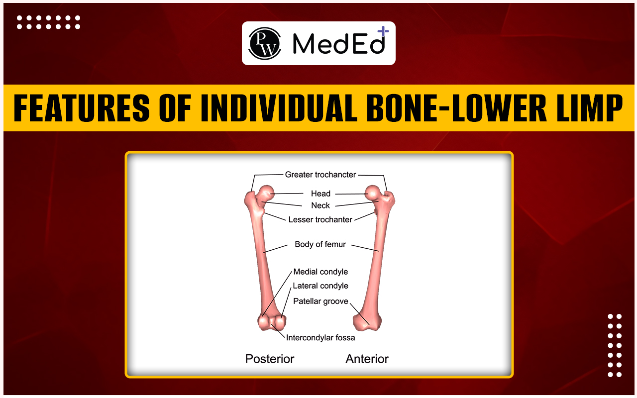 Features of Individual Bone - Lower Limb