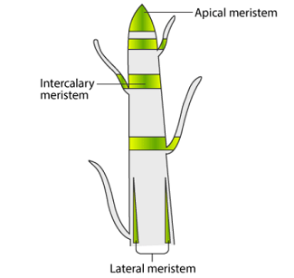 meristems