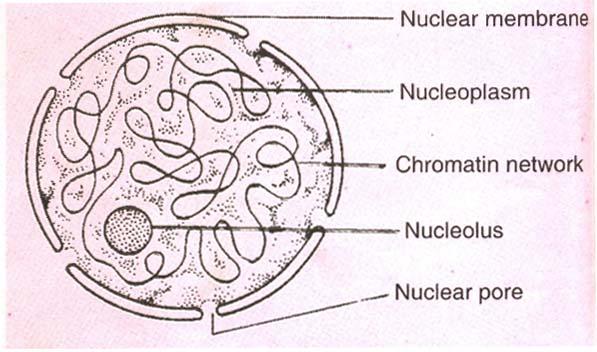 NUCLEUS