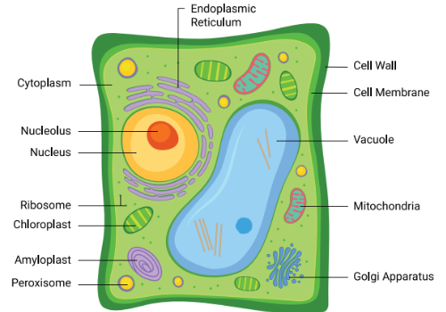 Plant Cell Diagram
