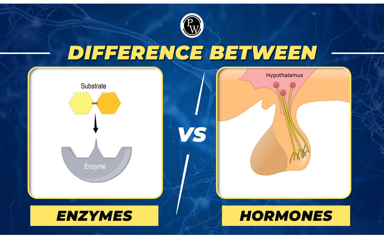 Difference Between Enzymes and Hormones