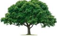 trees