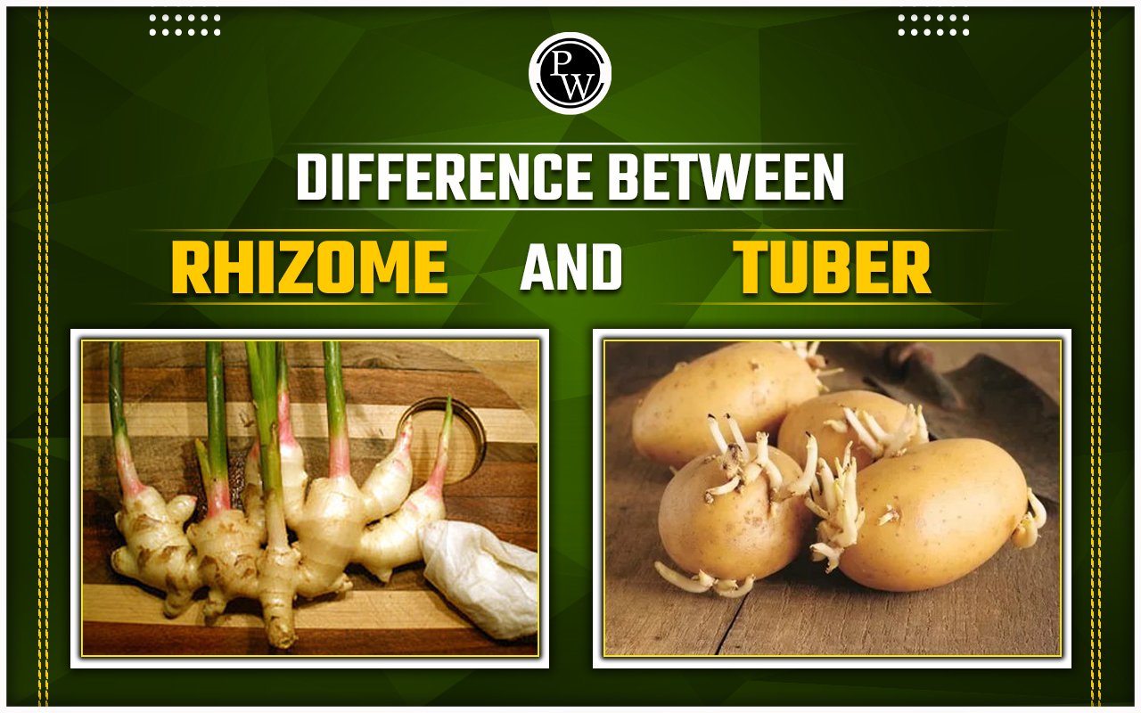 Difference Between Rhizome And Tuber