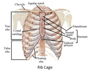 rib cage