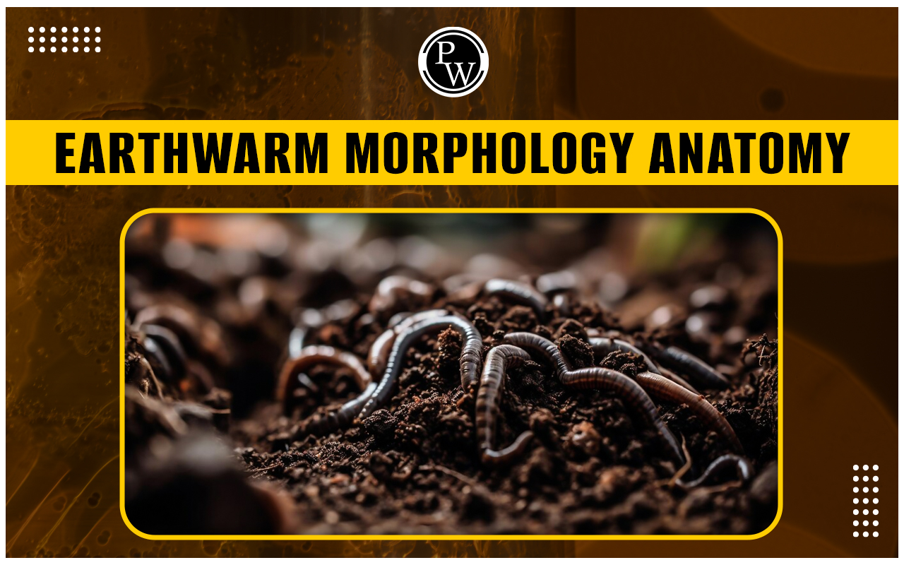 Earthworm Morphology Anatomy