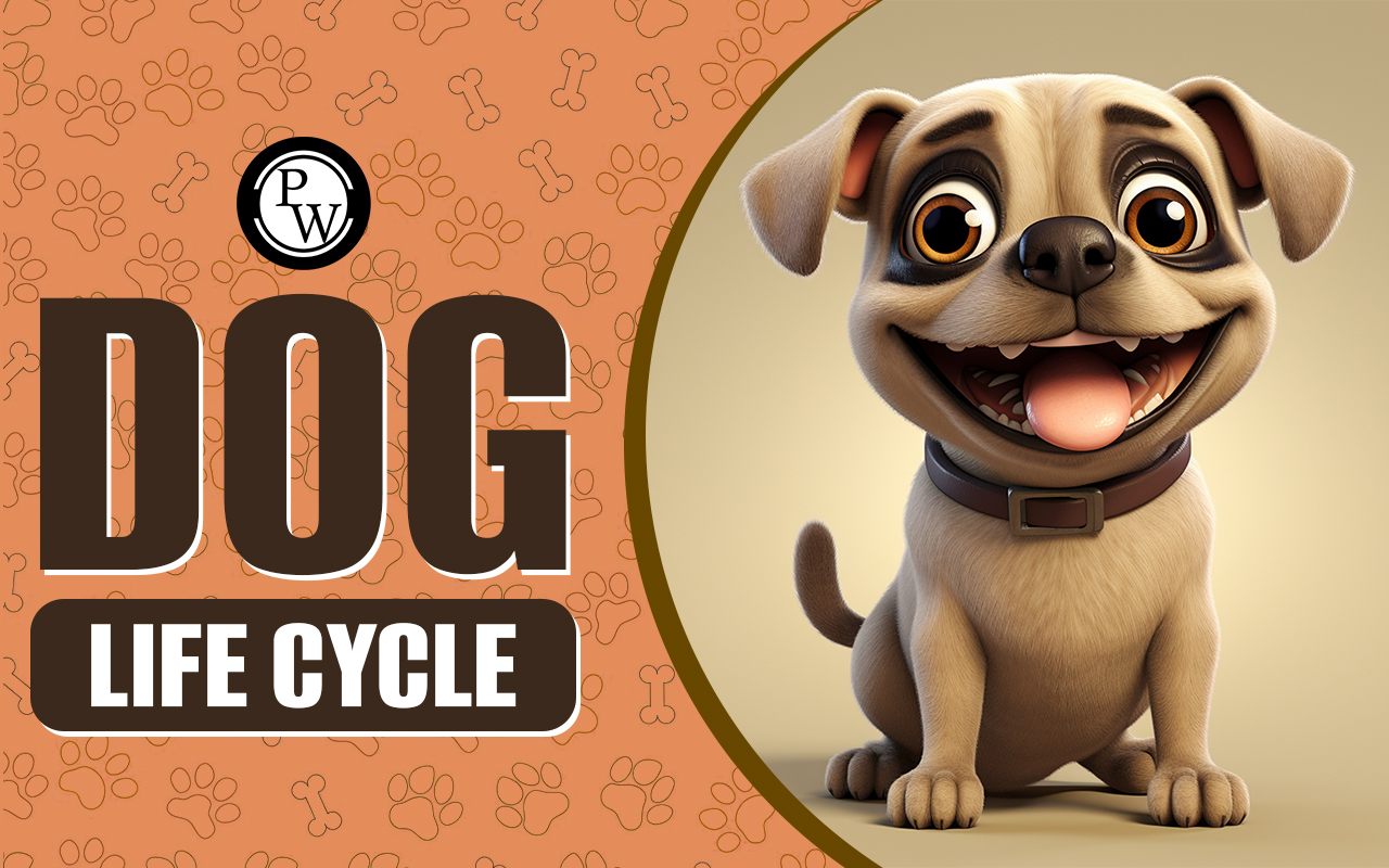 Dog Life Cycle