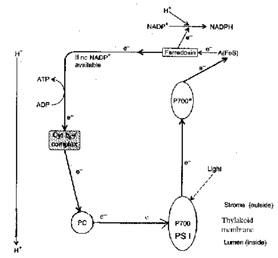 The Light Reaction (Hill Reaction)