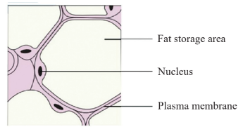 Adipose Connective Tissue Diagram