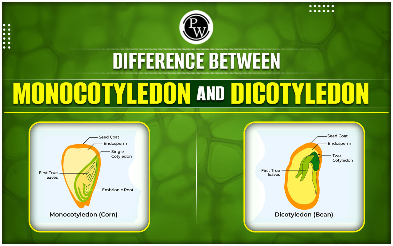 Difference Between Monocotyledon and Dicotyledon