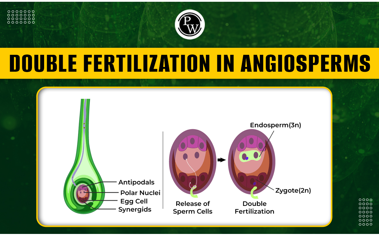 Double Fertilization In Angiosperms