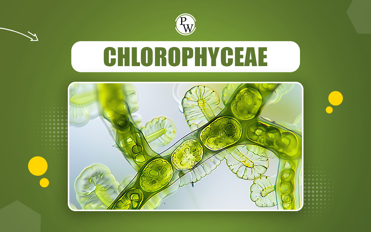 Chlorophyceae, Definition, Characteristics, and Reproduction