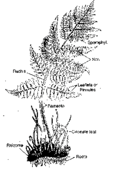 Dryopteris