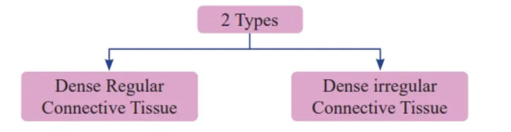 Dense Connective Tissue 