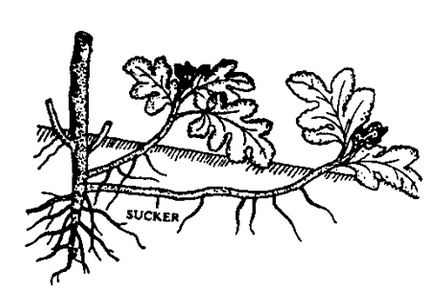 Stem