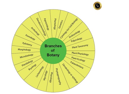 branches of botany