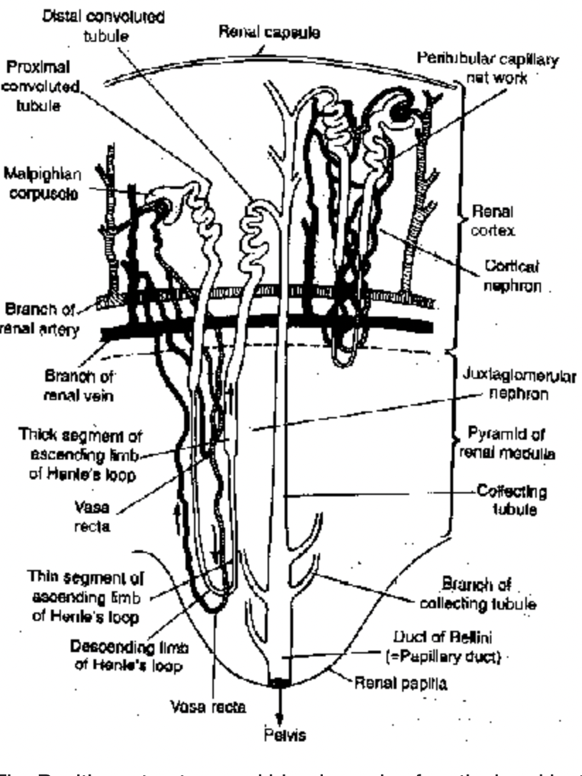 Excretory System In Mammals