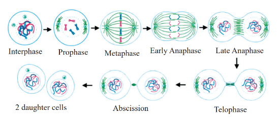 Telophase