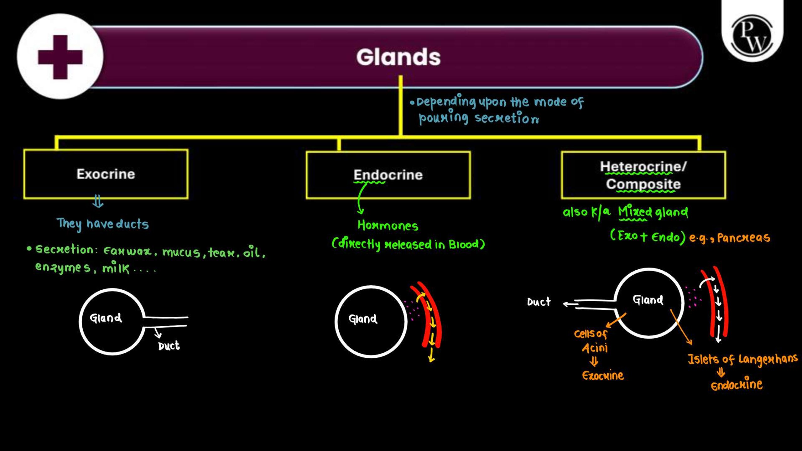 Structural Organization in Animals NEET Notes
