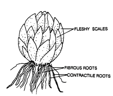 Stem