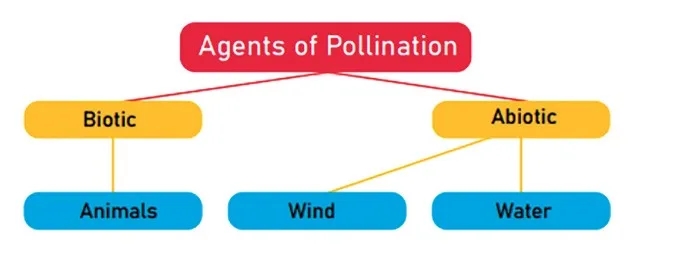 Pollination 