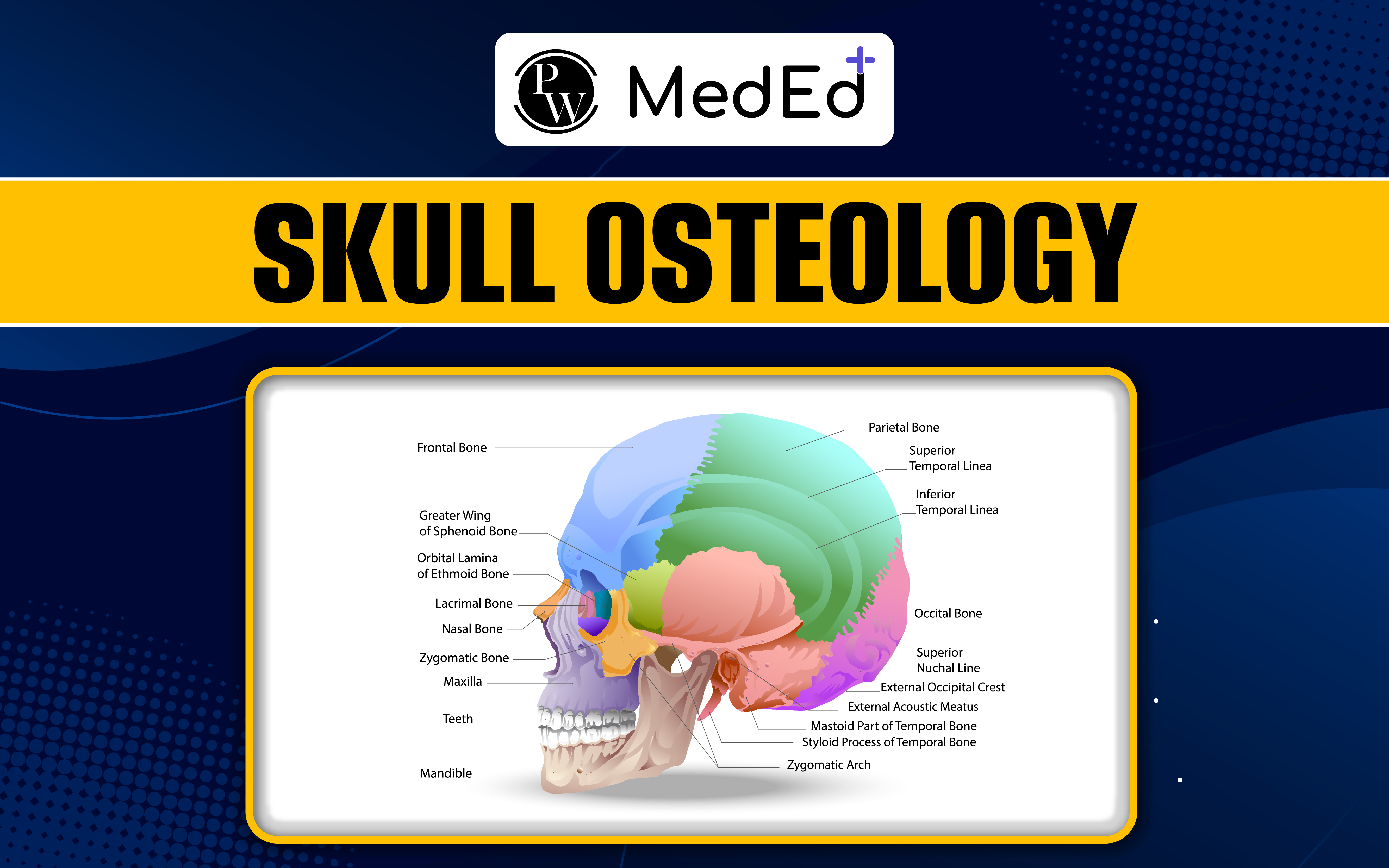 Skull Osteology Anatomy, structure, bones