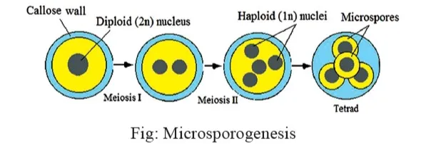 Microsporogenesis