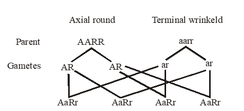Heredity and Evolution