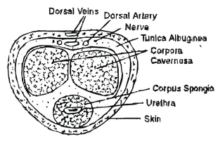 Reproductive System Of Mammals