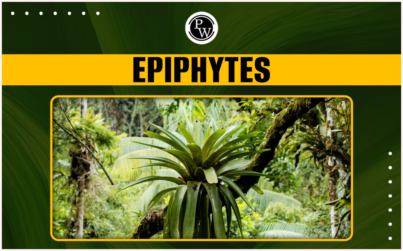 Epiphytes