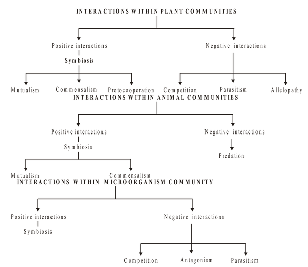 interaction within plant community
