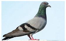kingdom animalia classification