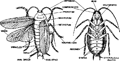 Cockroach Classification and Body Structure