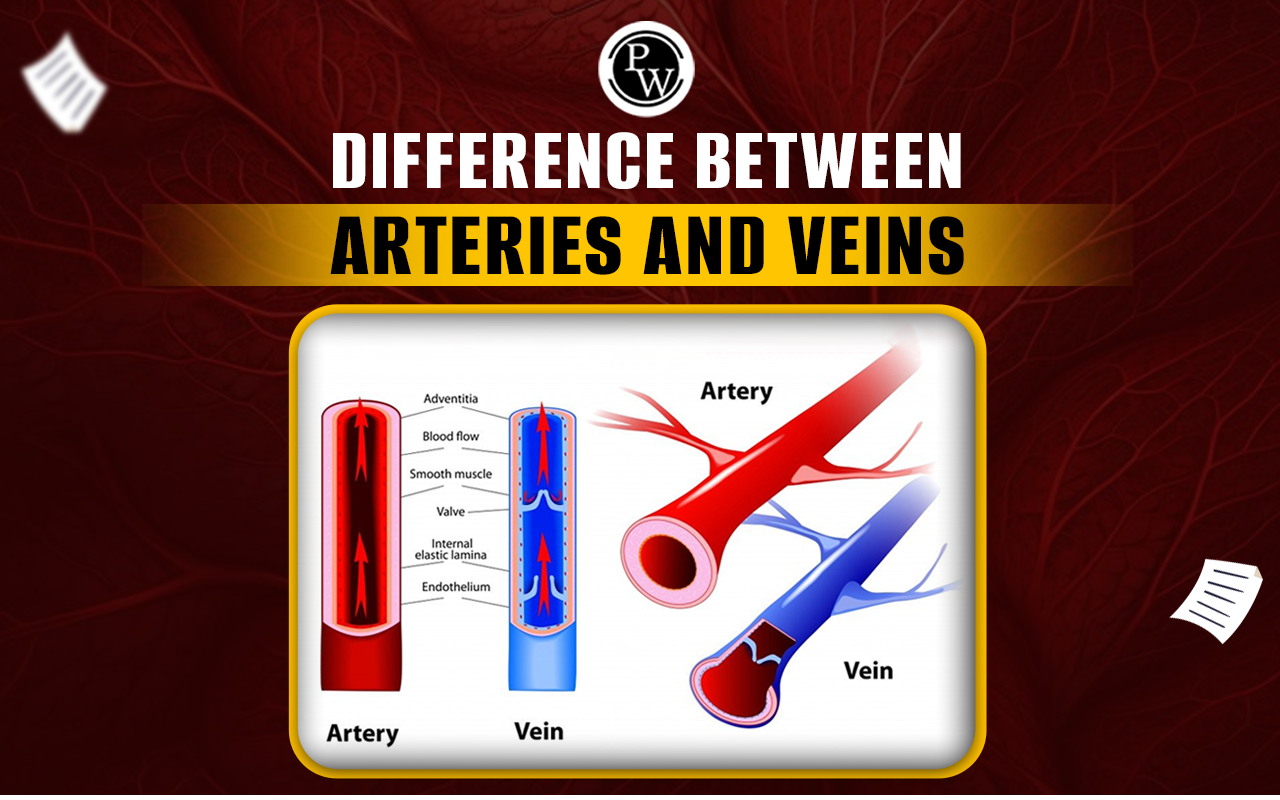 Difference Between Arteries and Veins, Types and Similarities