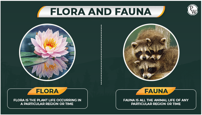 Forests Our Lifeline Flora And Fauna