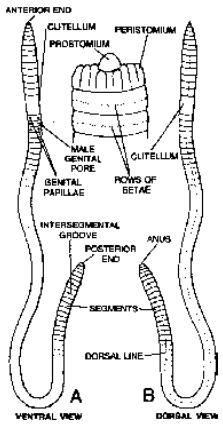 Earthworm Classification and Body wall