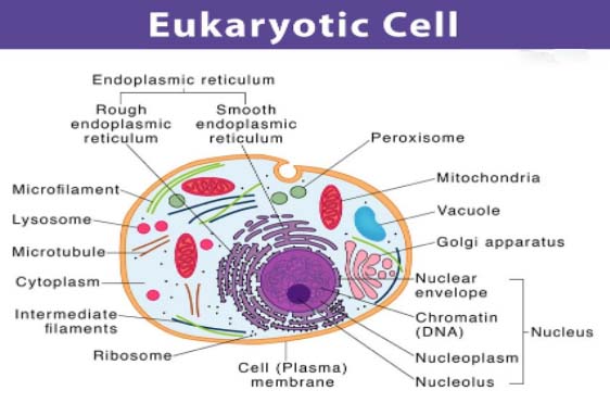 Cytoplasm
