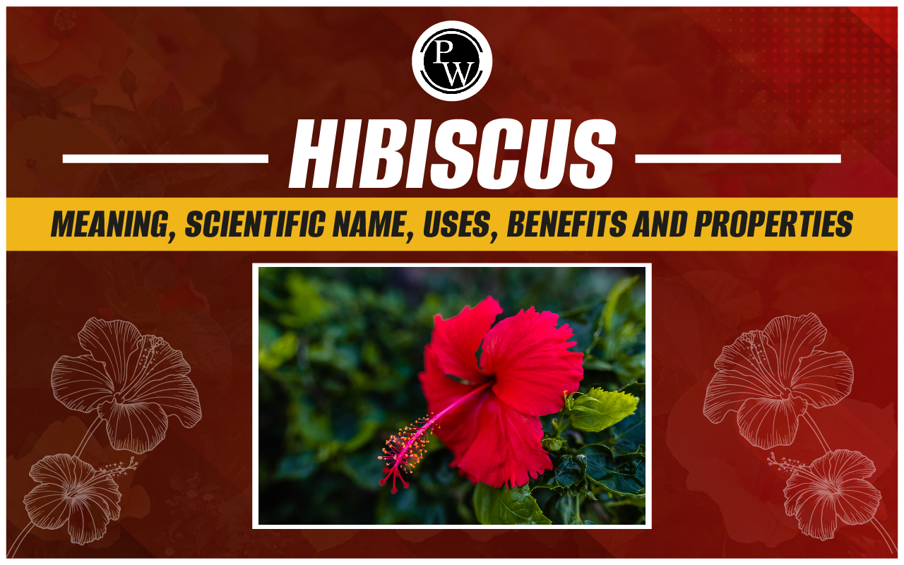 Hibiscus
