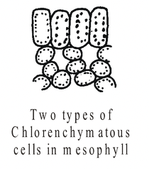 Complex Permanent Tissue