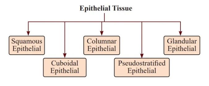 Simple epithelium