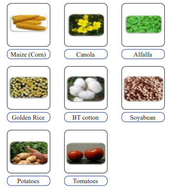 Examples of GM Crops