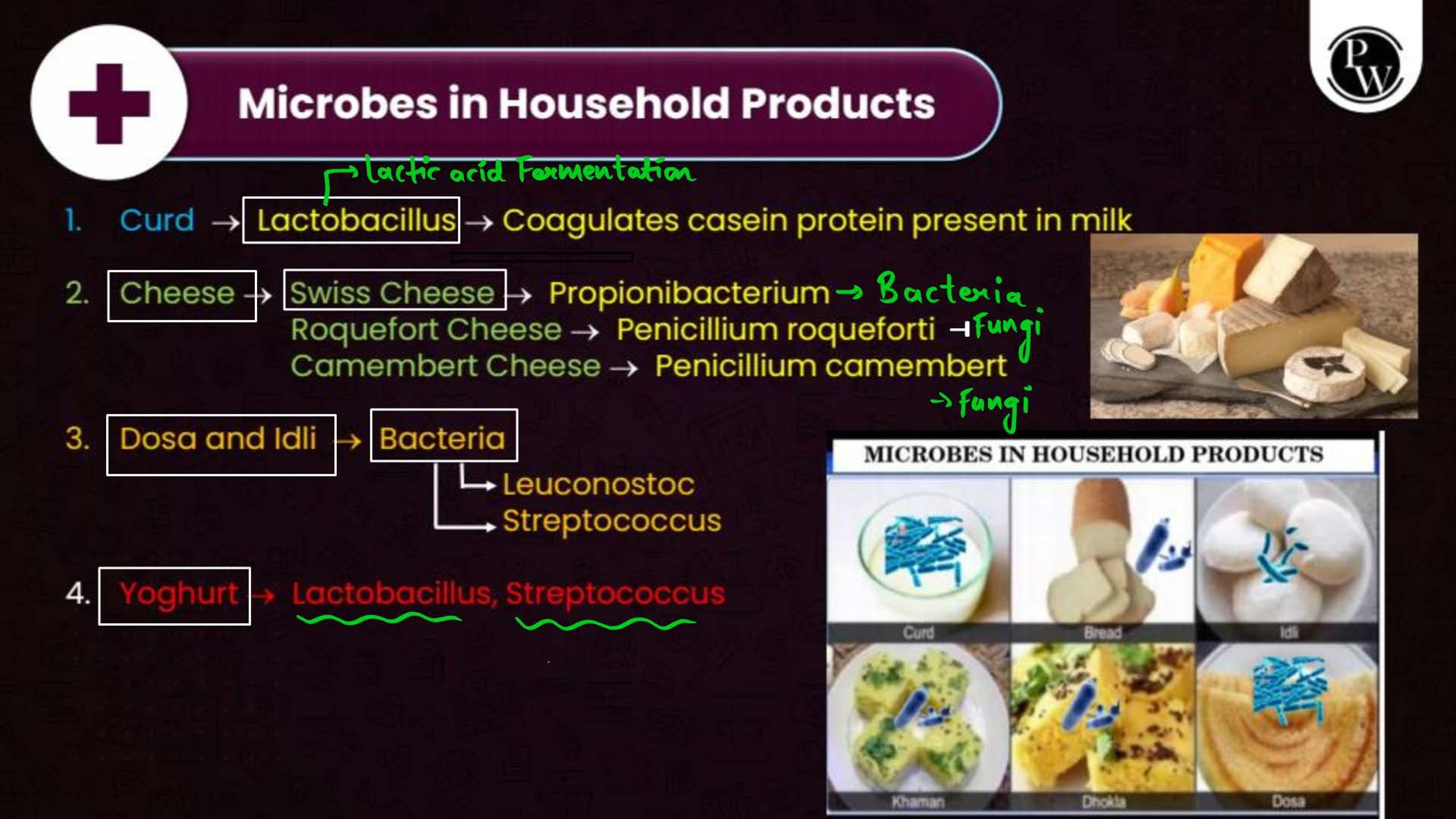 Microbes in Human Welfare NEET Notes