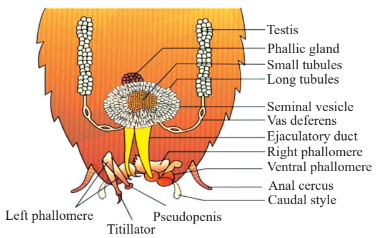 Male Reproductive System Diagram