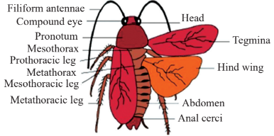 External Features of Cockroach Diagram