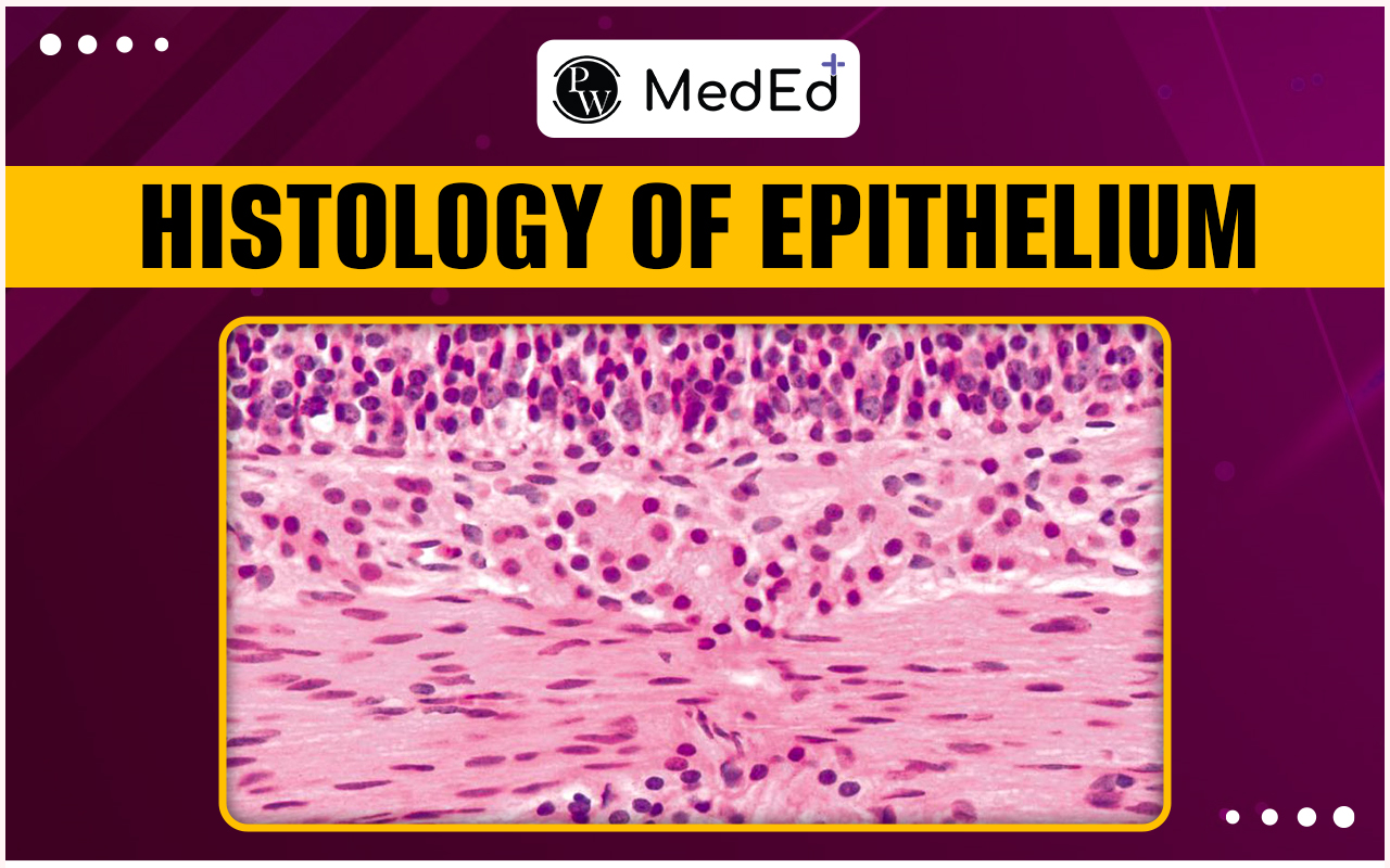 Histology of Epithelium, Overview and Types