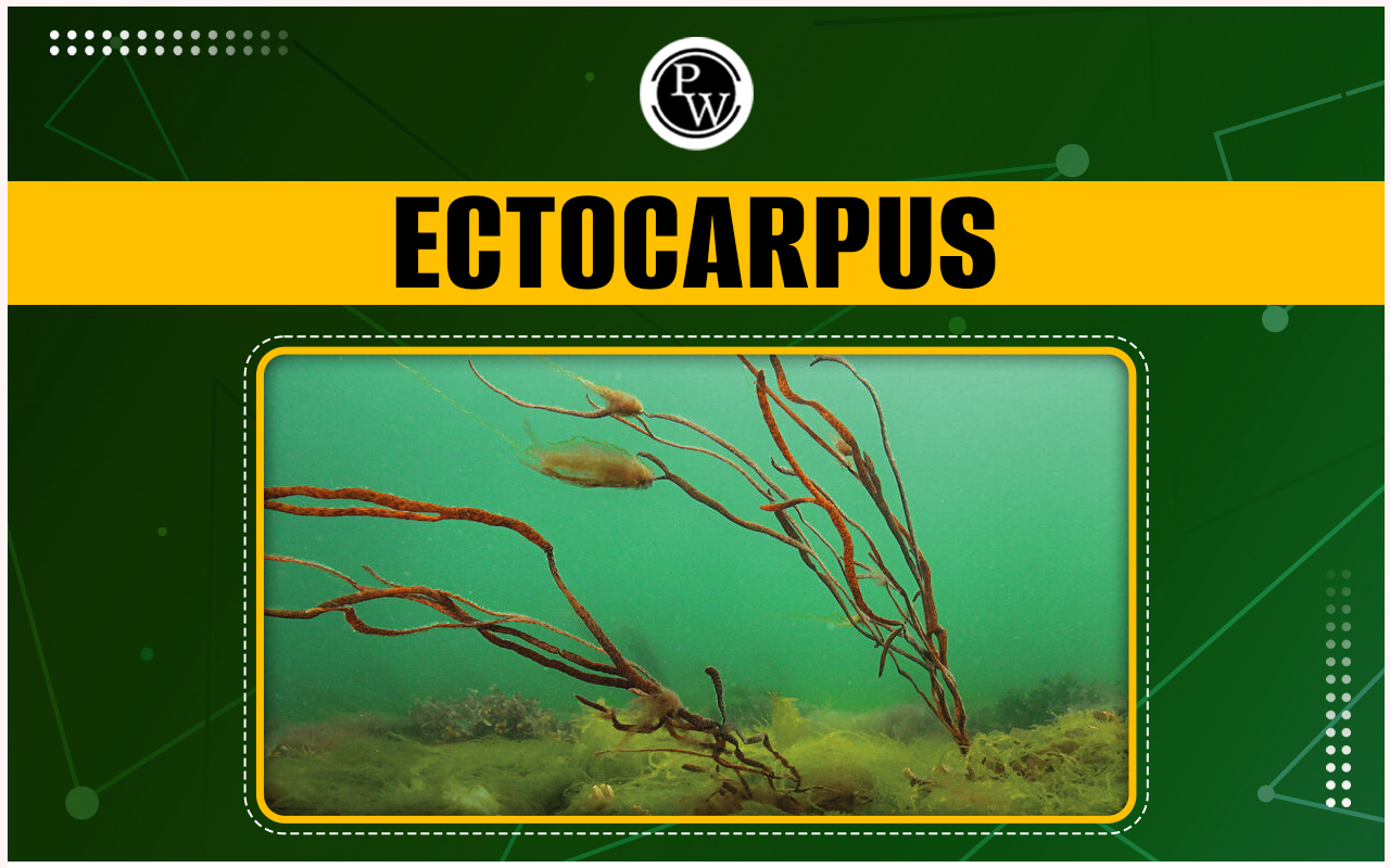 Ectocarpus